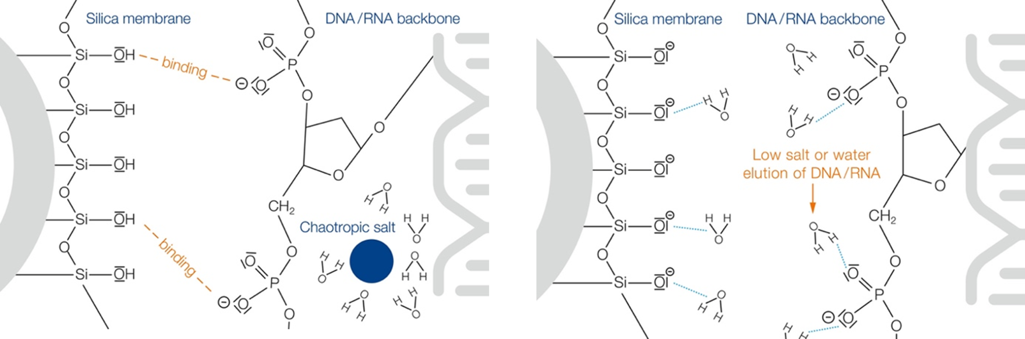 Different levels of plasmid DNA purity CityLab CityLab